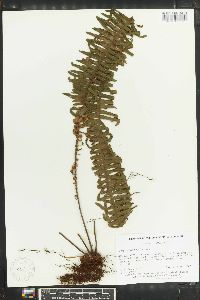 Polypodium pectinatum image