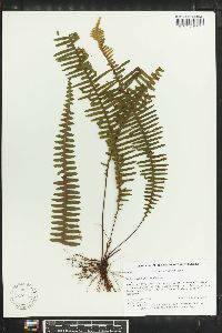 Polypodium pectinatum image