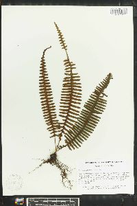 Polypodium pectinatum image