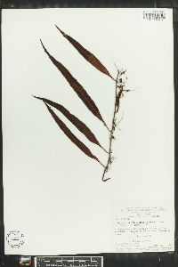 Polypodium percussum image