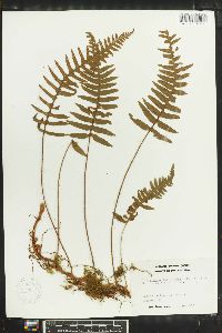 Polypodium platylepis image