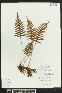 Polypodium platylepis image