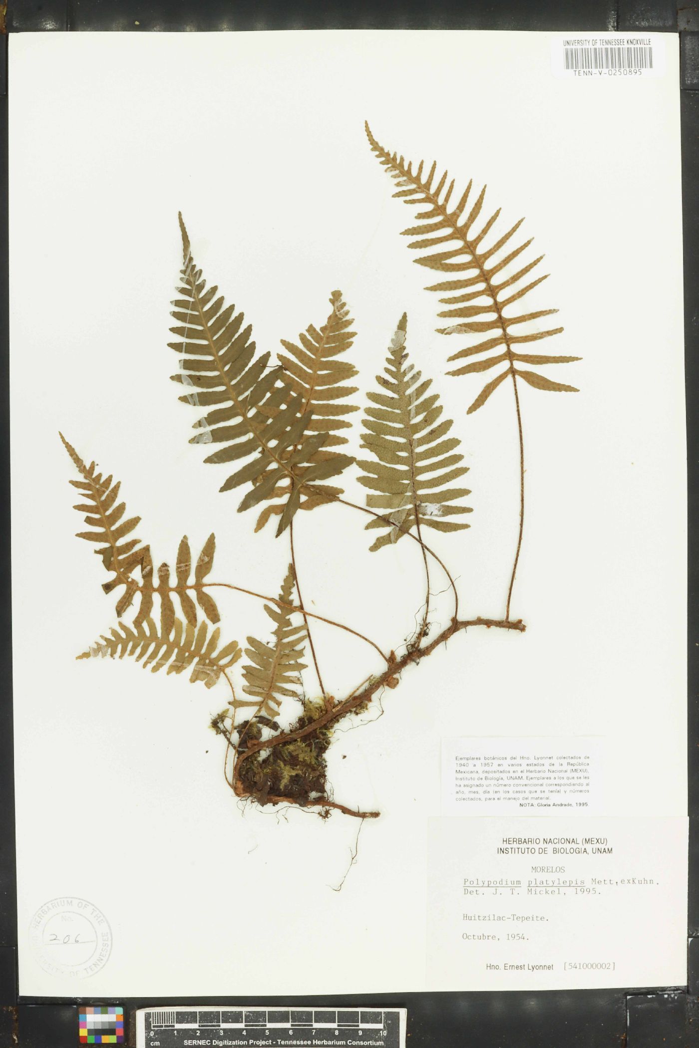 Polypodium platylepis image