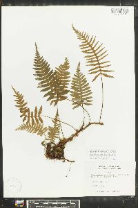 Polypodium platylepis image