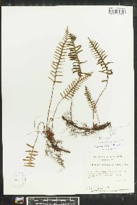 Polypodium furfuraceum image