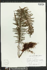 Polypodium plumula image