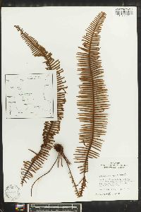 Polypodium plumula image