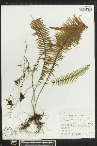 Polypodium plumula image