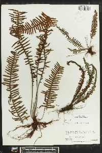 Polypodium plumula image