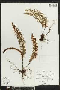 Polypodium plumula image