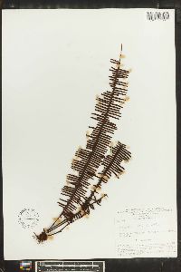 Polypodium plumula image