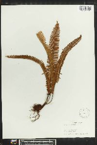 Polypodium plumula image