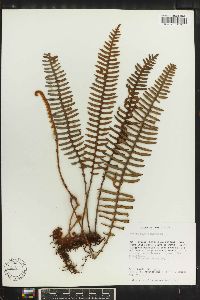 Polypodium squamatum image