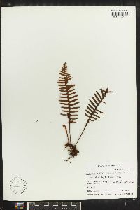 Polypodium squamatum image