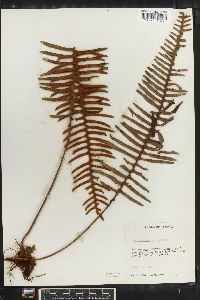 Polypodium squamatum image