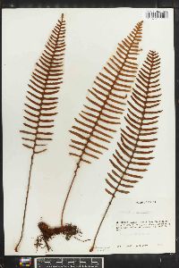 Polypodium squamatum image