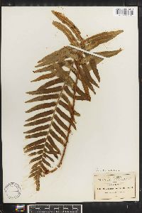 Polypodium subpetiolatum image