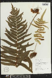 Polypodium subpetiolatum image