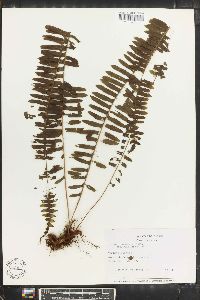 Polypodium wagneri image