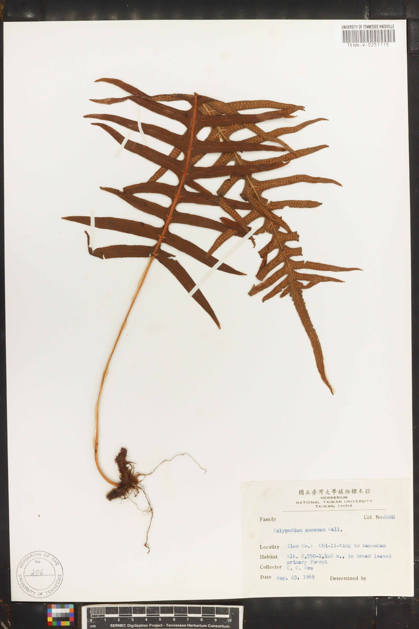 Polypodium amoenum image