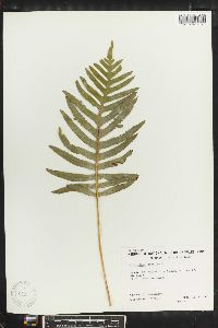 Polypodium cambricum image