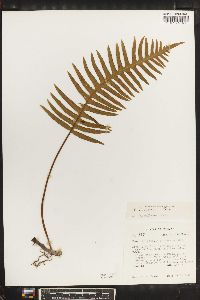Polypodium arisanense image