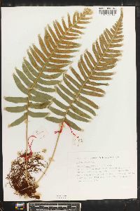 Polypodium interjectum image