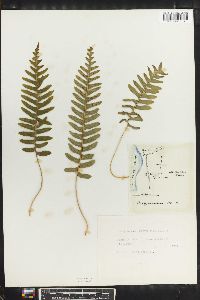 Polypodium interjectum image