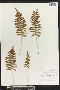 Polypodium interjectum image