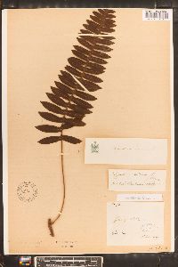 Polypodium loriceum image