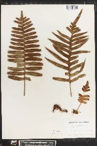 Polypodium pellucidum image