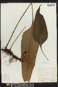 Polypodium phyllitidis image