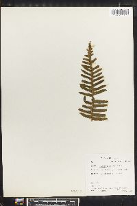 Polypodium vulgare image