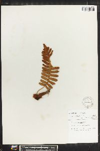 Polypodium vulgare image