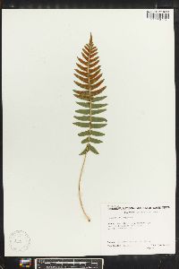 Polypodium vulgare image