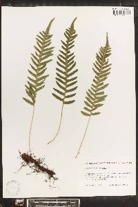 Polypodium vulgare image