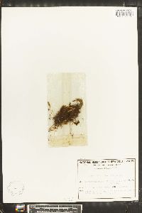 Notogrammitis billardierei image