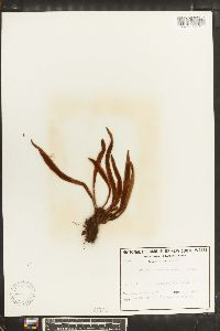Oreogrammitis neocaledonica image