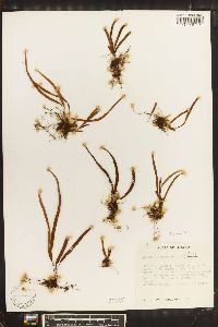 Grammitis graminea image
