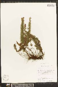 Grammitis asplenifolia image