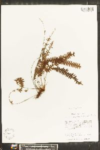 Grammitis asplenifolia image