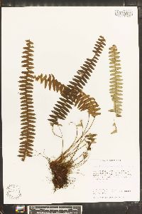 Grammitis asplenifolia image