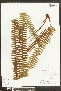 Grammitis asplenifolia image