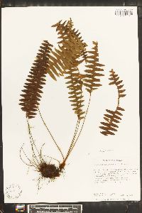 Grammitis asplenifolia image