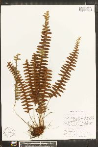 Grammitis asplenifolia image