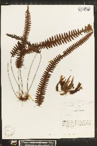 Media resource of Grammitis cryptophlebia