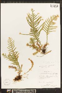 Lellingeria subsessilis image