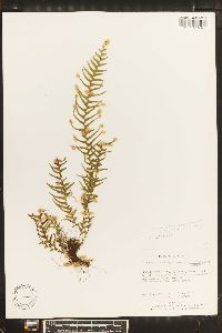 Lellingeria suprasculpta image