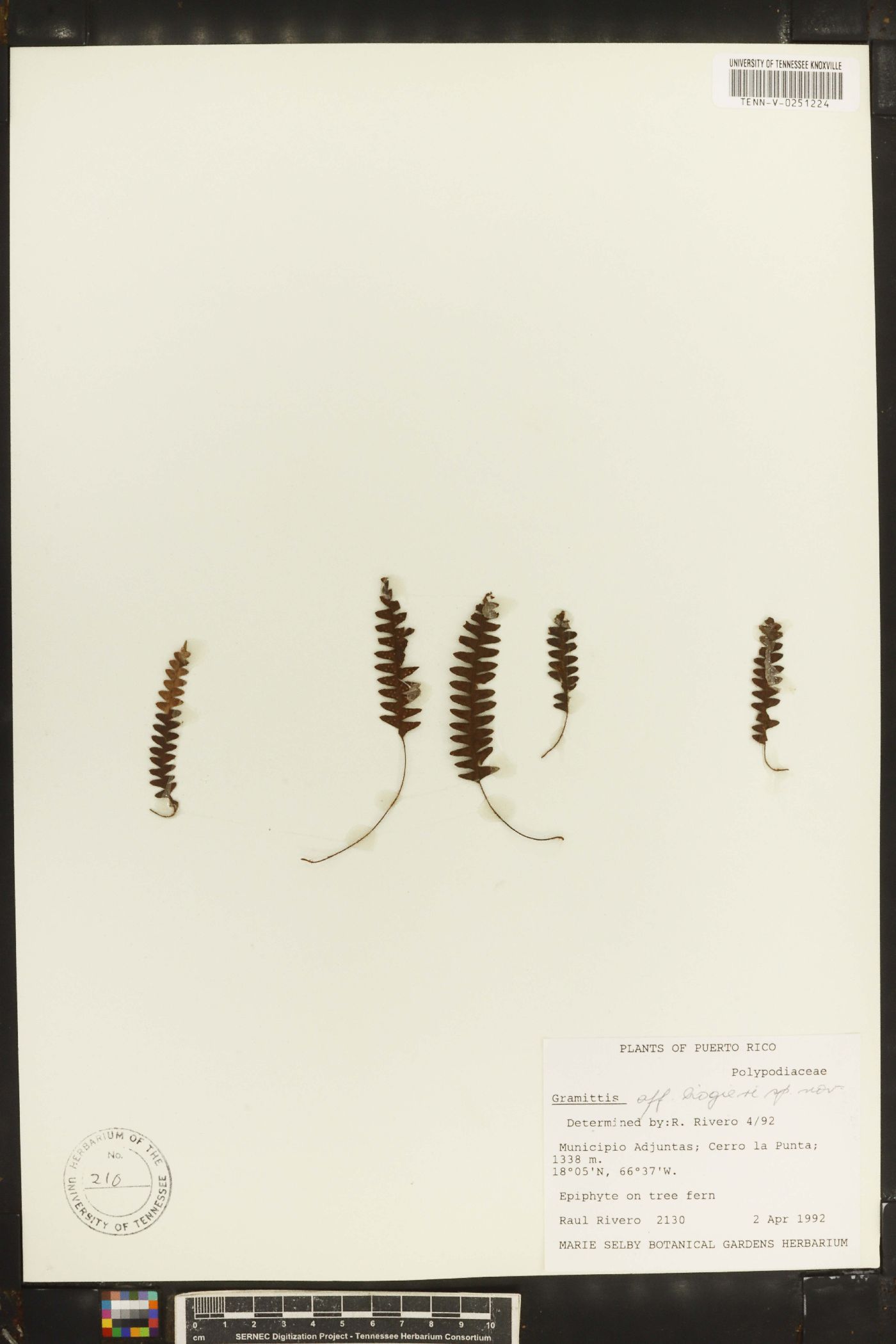 Grammitis liogieri image