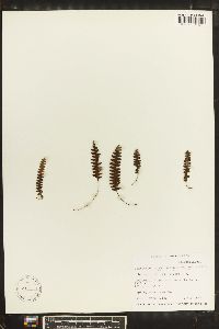 Media resource of Grammitis liogieri